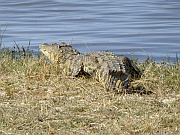 Krokodil