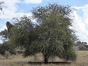 Weißdorn-Akazie