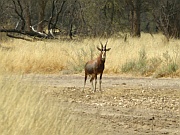 Pferdeantilope