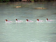 Common Merganser (Gänsesäger)