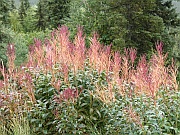 Fireweed