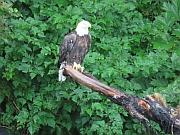 Bald Eagle (Weißkopfseeadler)