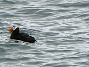 Puffin (Papageitaucher)
