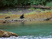Black Bear (Schwarzbär)