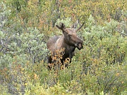 Moose (Elch)