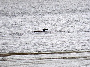 Loon (Eistaucher)