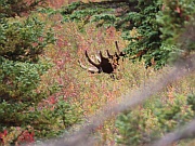 Moose (Elch)