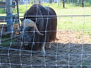Muskox (Moschusochse)