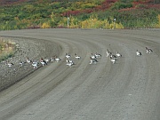 Ptarmigan (Schneehühner)