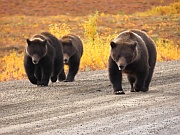Grizzlys