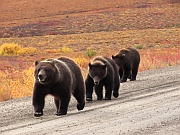 Grizzlys