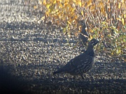 Ruffed Grouse (Kragenhuhn)