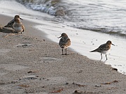 Calidris (Strandläufer)