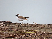 Ruffy Turnstone (Steinwälzer)