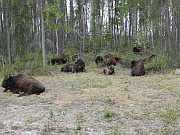 Wood Bisons (Waldbisons)