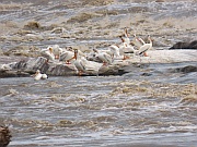 American White Pelicans (Nashornpelikane)