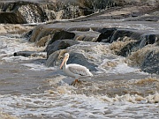 American White Pelican (Nashornpelikan)
