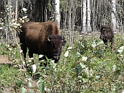 Plain Bisons (Präriebisons)