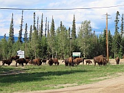 Plain Bisons (Präriebisons)
