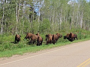 Plain Bisons (Präriebisons)