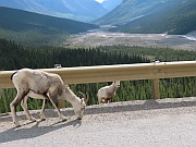 Dall Sheep (Dall-Schafe)