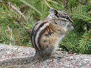 Antelope Squirrel (Antilopenziesel)