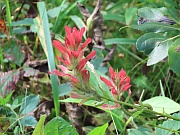 Indian Paintbrush